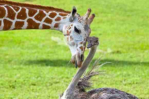 異種だけど仲良しの動物の画像
