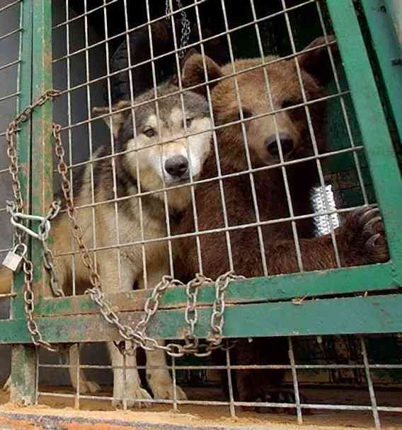 異種だけど仲良しの動物の画像