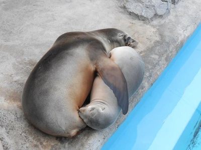 【画像】眠っている動物たち