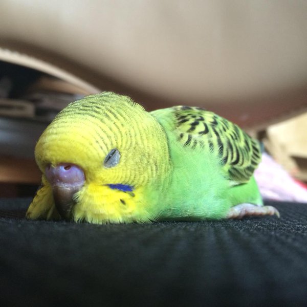 【画像】眠っている動物たち