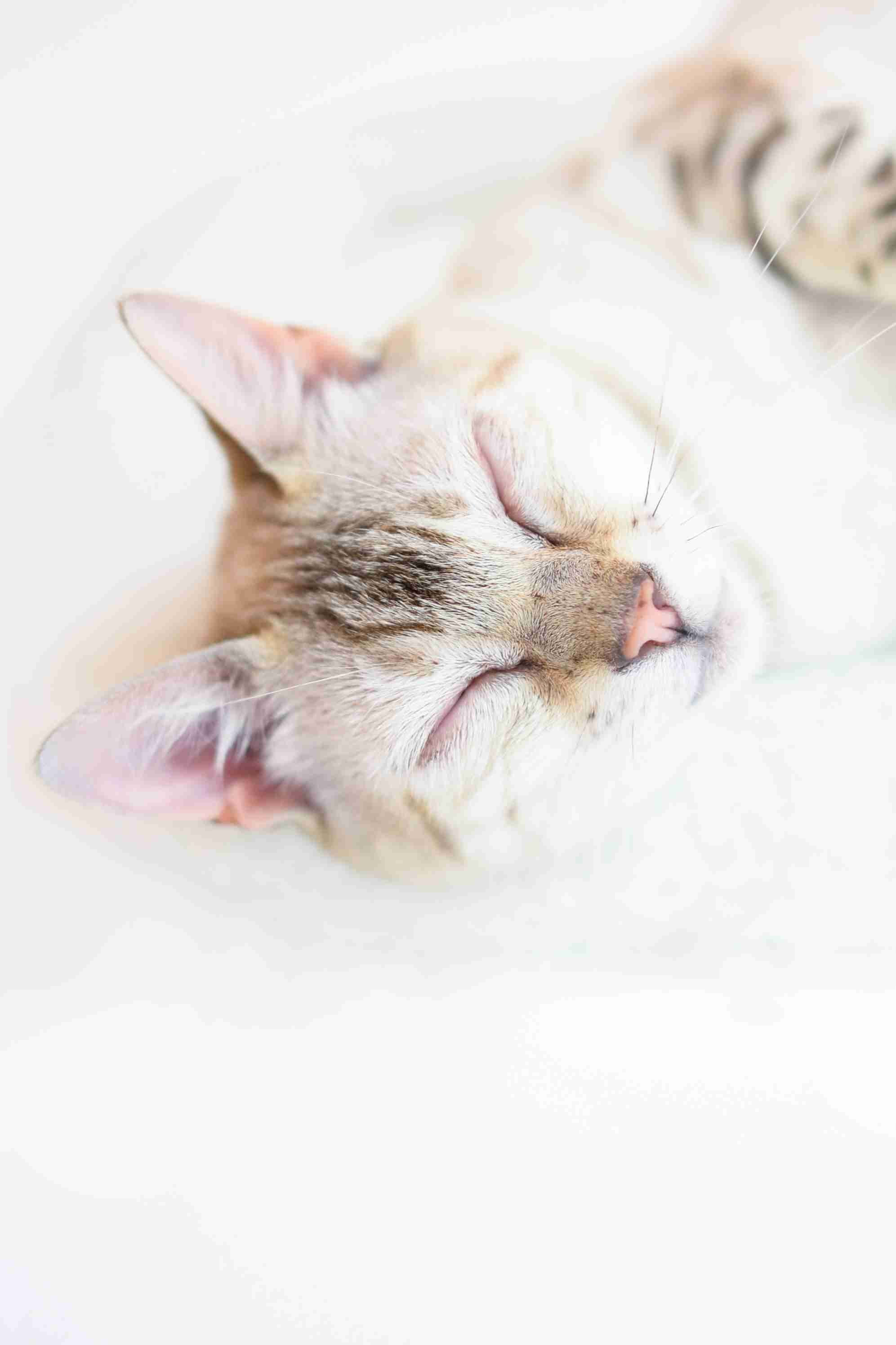 Felicity, the Happiest Cat on Livestream