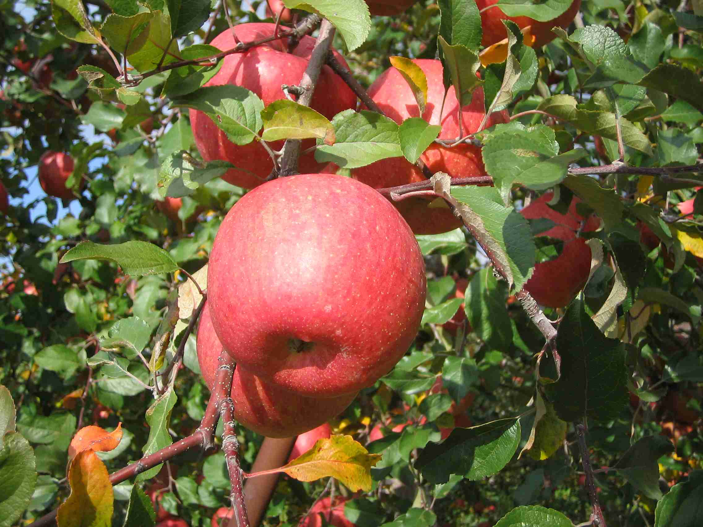 果物狩り・味覚狩りが好きな人！