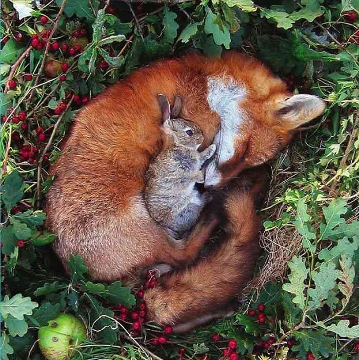 異種だけど仲良しの動物の画像