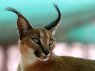 【動物限定】決め顔コレクション