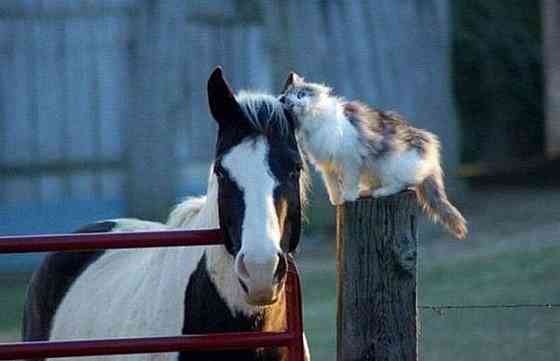 異種だけど仲良しの動物の画像