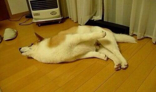 【画像】眠っている動物たち