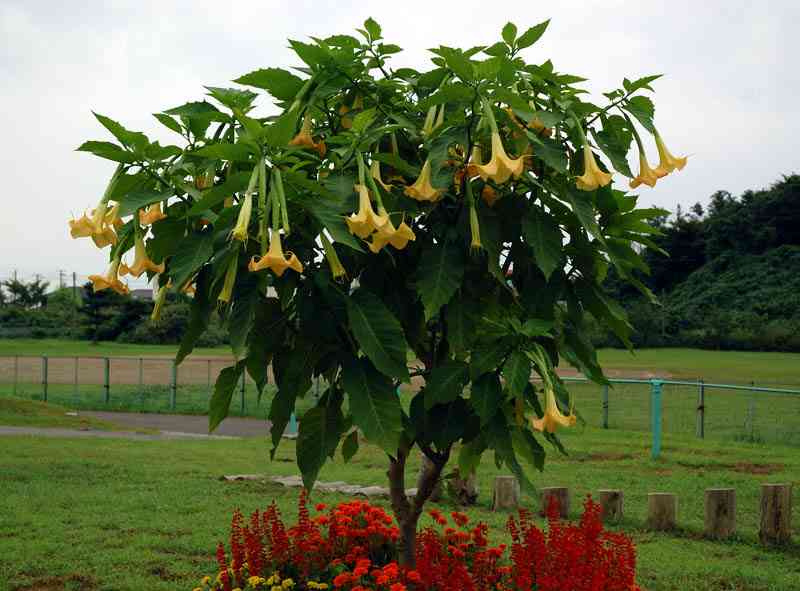 【埼玉少女誘拐】 アサガオ種の薬で洗脳、少女は一時脱出も話聞いてもらえず絶望…寺内樺風被告の法廷で明かされた監禁の日々