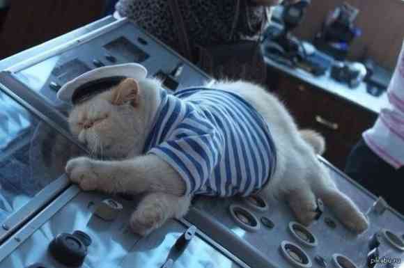 【画像】眠っている動物たち