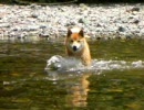 柴犬ジロー 2009初泳ぎ - niconico