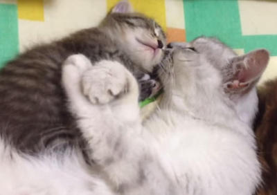 【画像】眠っている動物たち