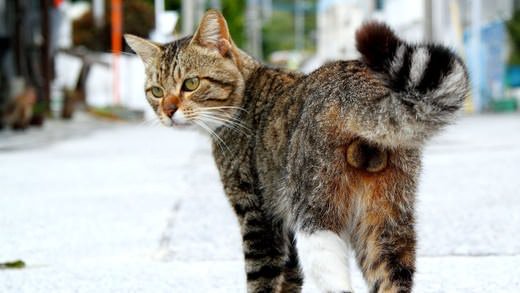猫の「ω」の画像ください!