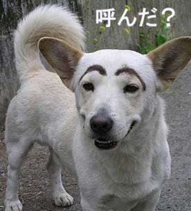 【動物限定】決め顔コレクション