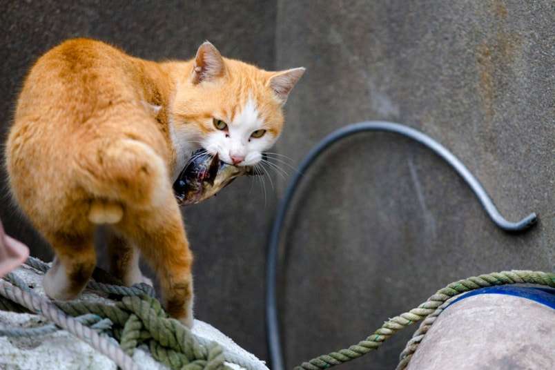 猫の「ω」の画像ください!