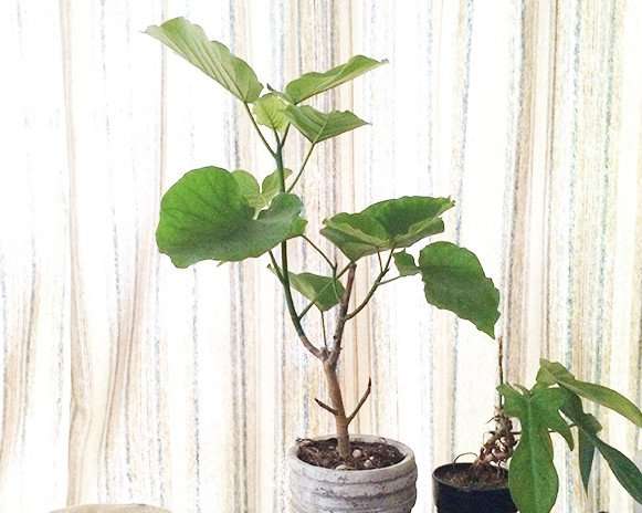 フィカス・ウンベラータの育て方｜観葉植物