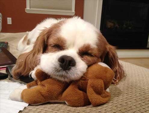 【画像】眠っている動物たち