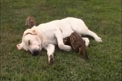 【画像】眠っている動物たち