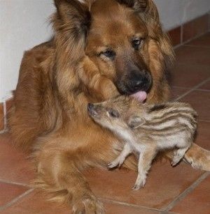 異種だけど仲良しの動物の画像