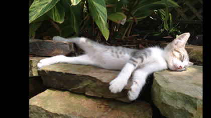【画像】眠っている動物たち