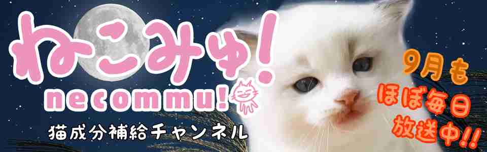 ねこみゅ！(ねこみゅ！) - ニコニコチャンネル:バラエティ