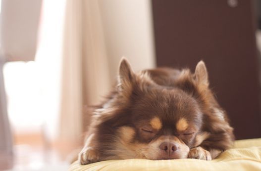 【画像】眠っている動物たち