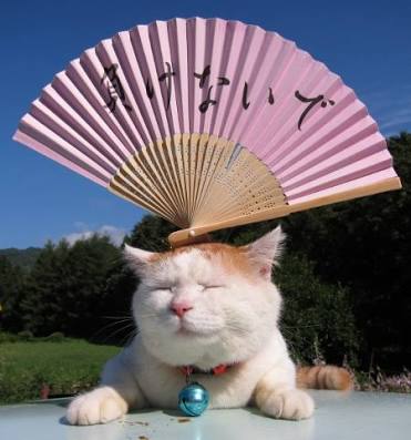 【画像】眠っている動物たち