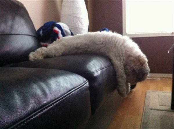 【画像】眠っている動物たち