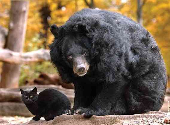 異種だけど仲良しの動物の画像