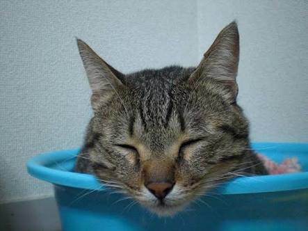 【画像】眠っている動物たち