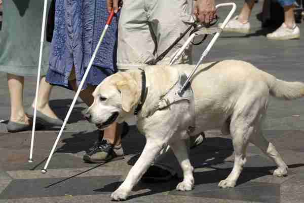 大型犬はいるのにどうして大型猫はいないの?←戦闘力が違うから