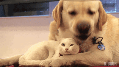 異種だけど仲良しの動物の画像