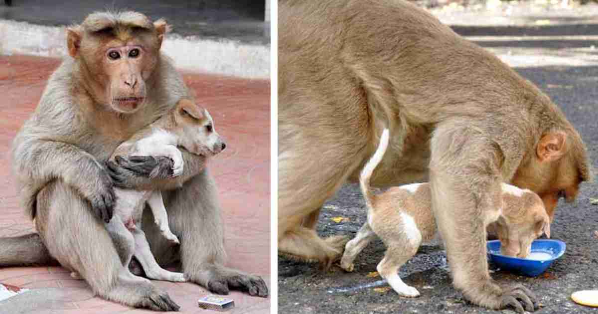 異種だけど仲良しの動物の画像