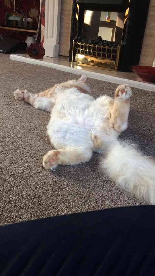 猫の「ω」の画像ください!