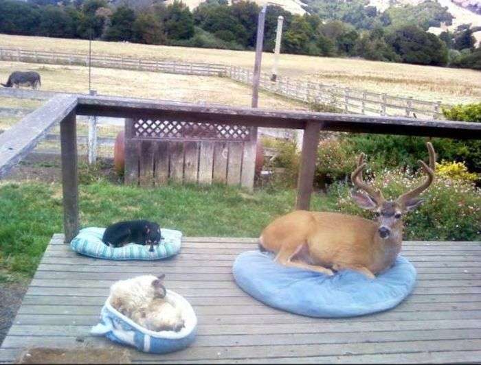 異種だけど仲良しの動物の画像