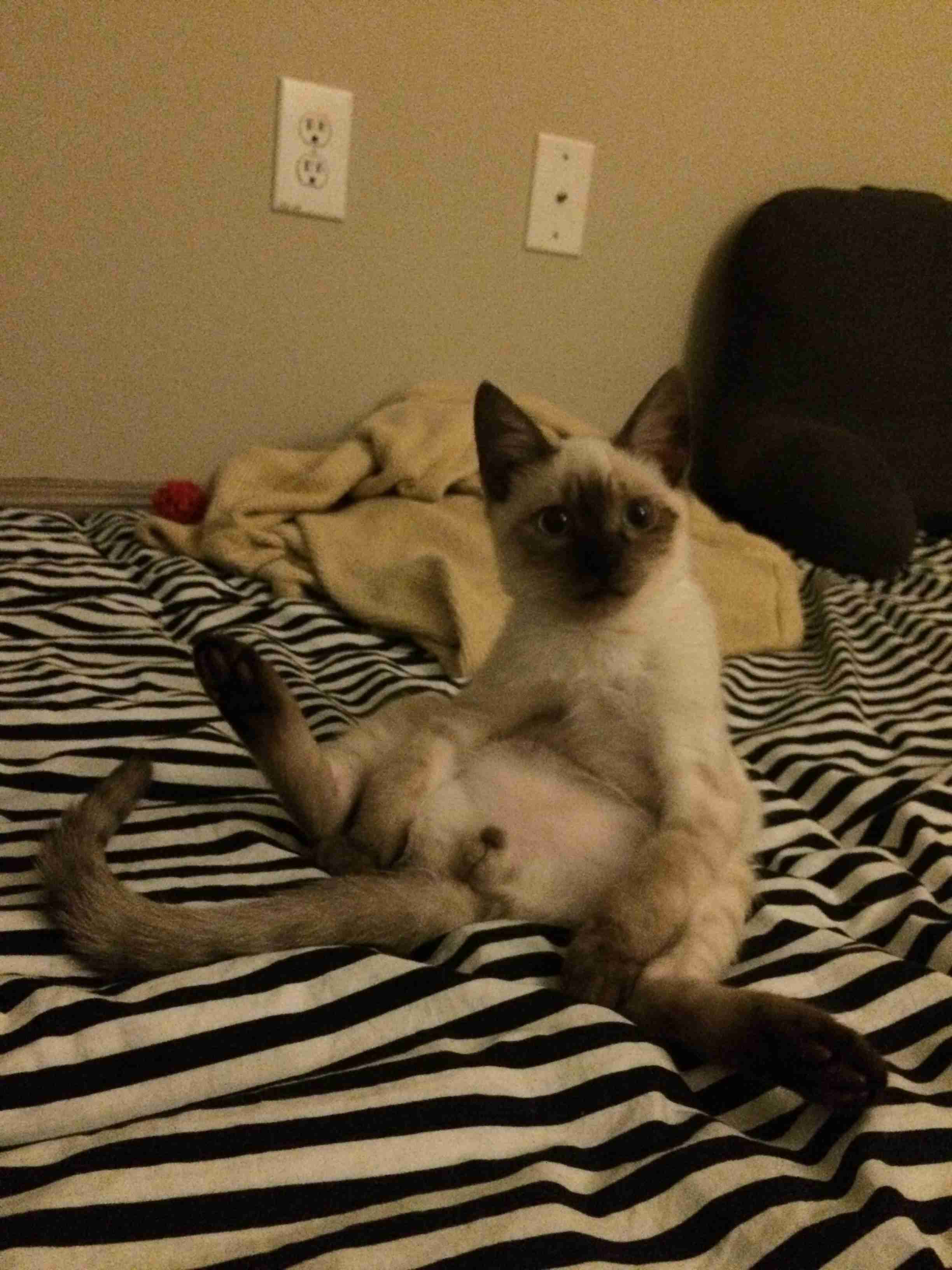 猫の「ω」の画像ください!