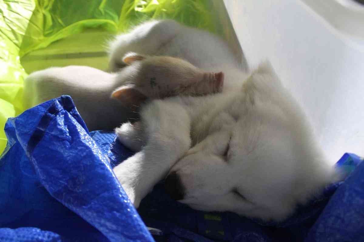 異種だけど仲良しの動物の画像