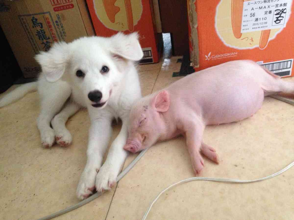 異種だけど仲良しの動物の画像