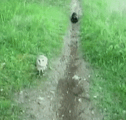 異種だけど仲良しの動物の画像