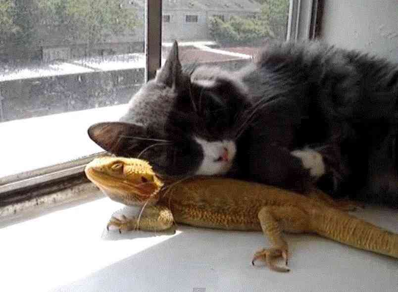 異種だけど仲良しの動物の画像