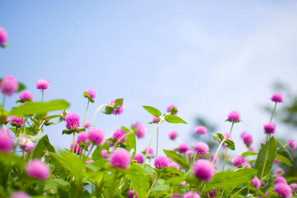 お花で癒されたい!のトピ