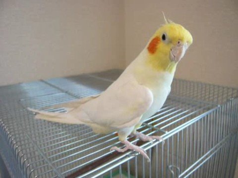 Cockatiel sings Theme of Chocobo(Final Fantasy)　FF「チョコボのテーマ」をオカメインコが歌ってみた - YouTube