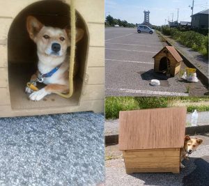 真夏の炎天下、駐車場に捨てられた通称「家付き捨て犬」のその後 ｜ ガジェット通信