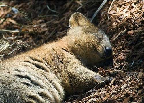 【画像】眠っている動物たち