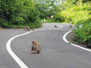 痛いニュース(ﾉ∀`) : 【画像】 沖縄に集まったサヨク活動家たちが猿そっくりだと話題に - ライブドアブログ