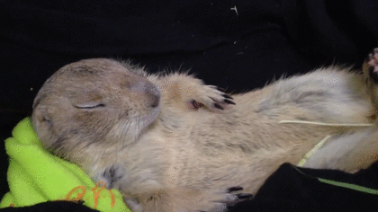 【画像】眠っている動物たち