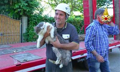 【イタリア地震発生から32日後】まさに奇跡！瓦礫の下に閉じ込められていた猫を救出→無事飼い主との再会を果たす : もふもふちゃんねる。