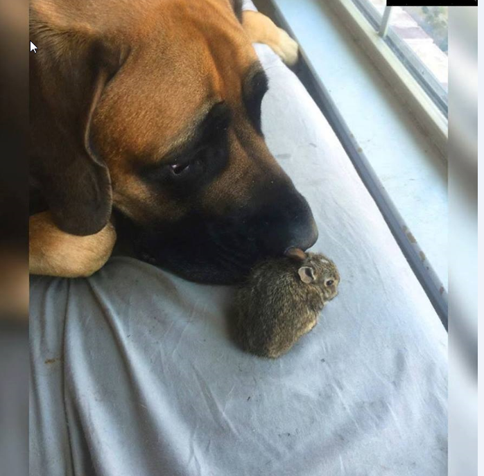 異種だけど仲良しの動物の画像