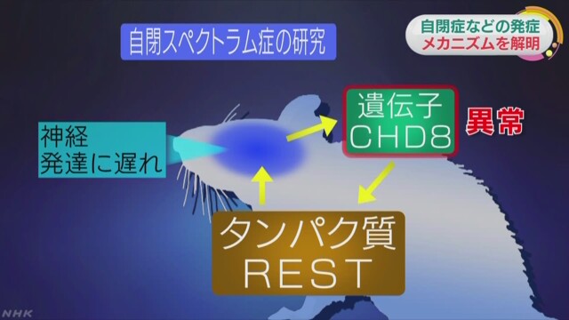 自閉スペクトラム症 特定の遺伝子の異常が原因か | NHKニュース