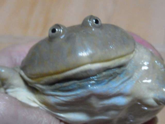 珍しいペットの飼い主さん