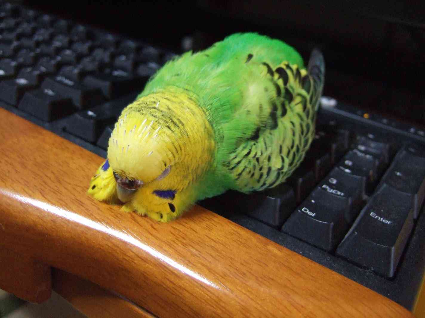 【画像】眠っている動物たち