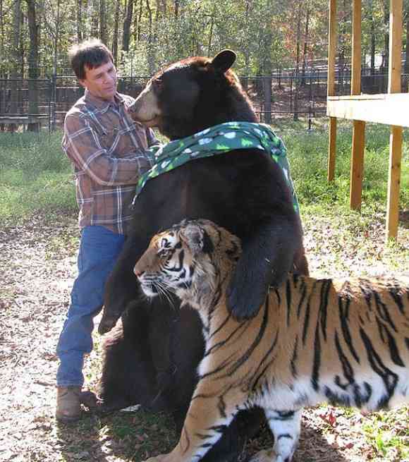 異種だけど仲良しの動物の画像